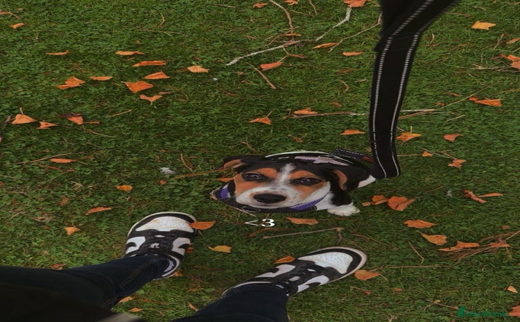 Mixed Breed dogs - Advert 1