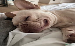 French Bulldog dogs for stud: Healthy platinum boy for Stud - Image 7
