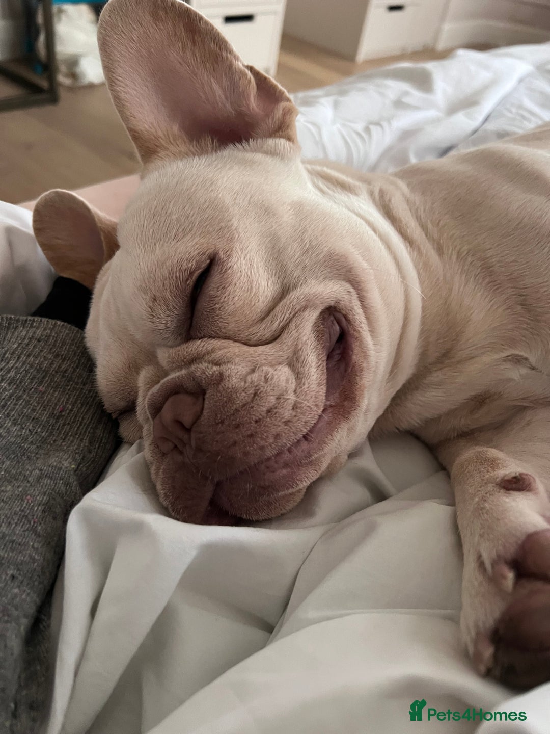 French Bulldog dogs for stud: Healthy platinum boy for Stud - Image 7