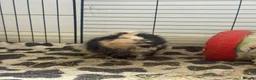 Guinea Pig rodents for sale: 2x female Guineapigs - 1 years old  - Advert 5