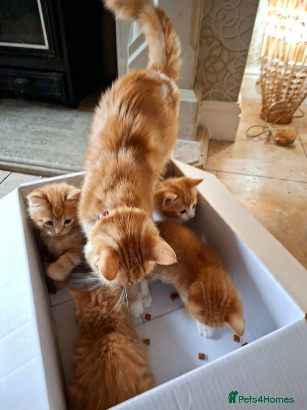 Mixed Breed cats Beautiful Litter: 4 Maine Coon X Ginger Toms - Advert 2