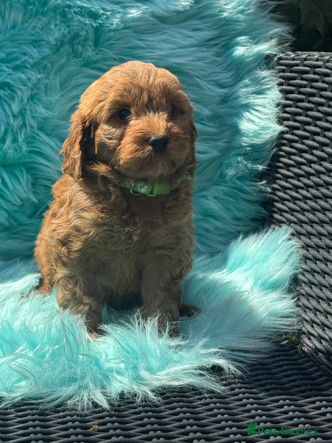 Cockapoo dogs for sale: Stunning Cockerpoo’s available  - Image 16