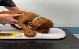 Labrador Retriever dogs for sale: Ready to leave - Exceptional Fox Red Labradors  - Image 36