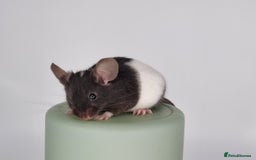 Mouse rodents for sale: Fancy Mice - Image 3