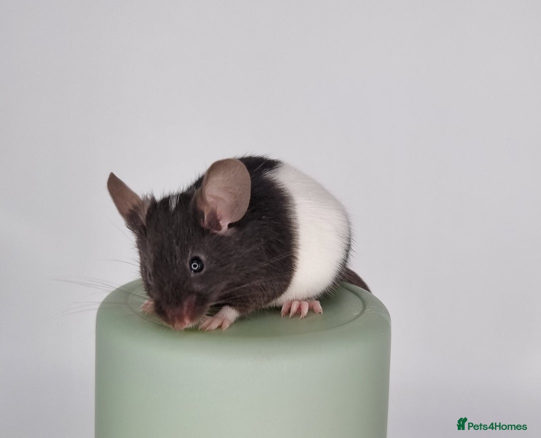Mouse rodents for sale: Fancy Mice - Image 3