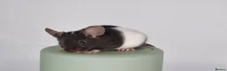 Mouse rodents for sale: Fancy Mice - Advert 7