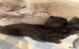 Munchkin cats for sale: beautiful short legged munchkins - Advert 2