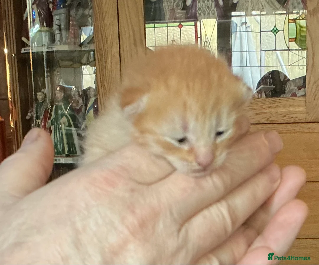 Mixed Breed cats for sale: Beautiful Fluffy Ginger Kitten  - Advert 1