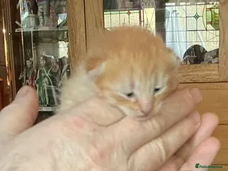 Mixed Breed cats Beautiful Fluffy Ginger Kitten - Advert 5