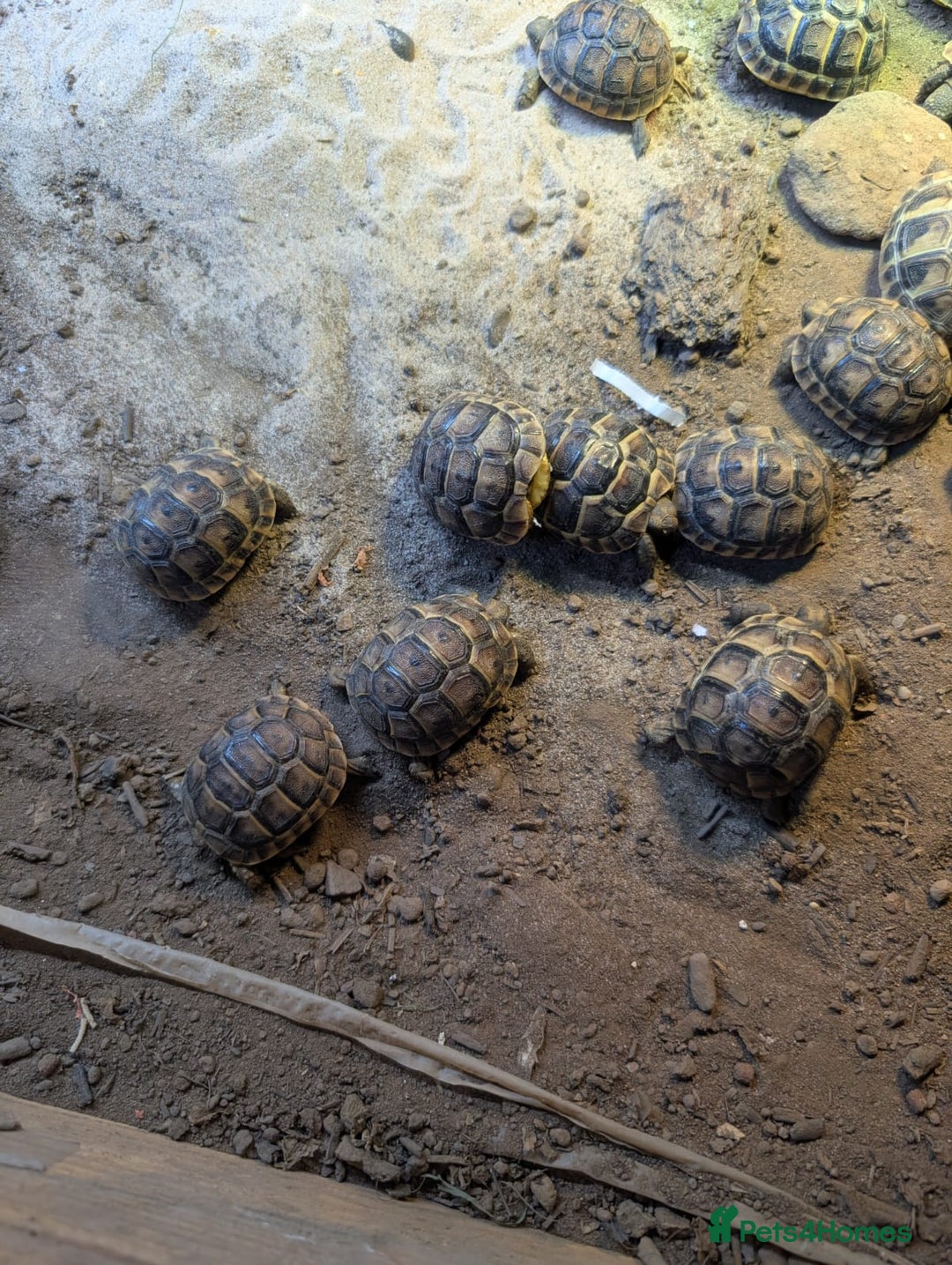 Tortoise reptiles for sale: Spur Thigh Tortoise  - Advert 7