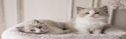 Ragdoll cats for sale: Bicolour and Lynx Ragdoll kittens - Advert 6