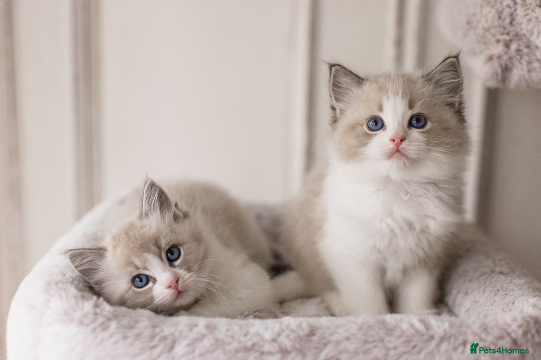 Ragdoll cats for sale: Bicolour and Lynx Ragdoll kittens - Advert 6