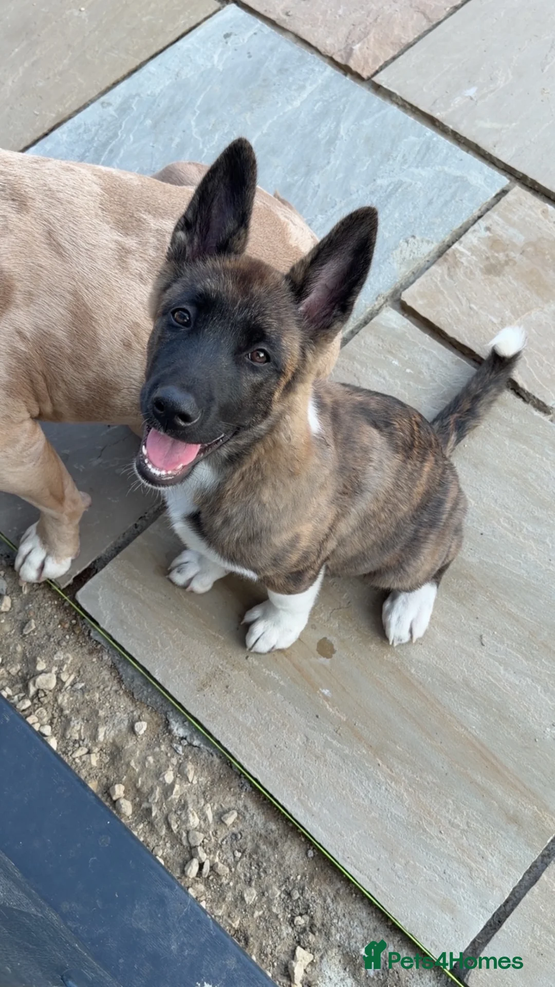 Akita dogs for sale: American Akita male in Peterborough - Advert 7