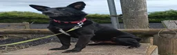 Border Collie dogs for adoption: HENNESSY  - Advert 4