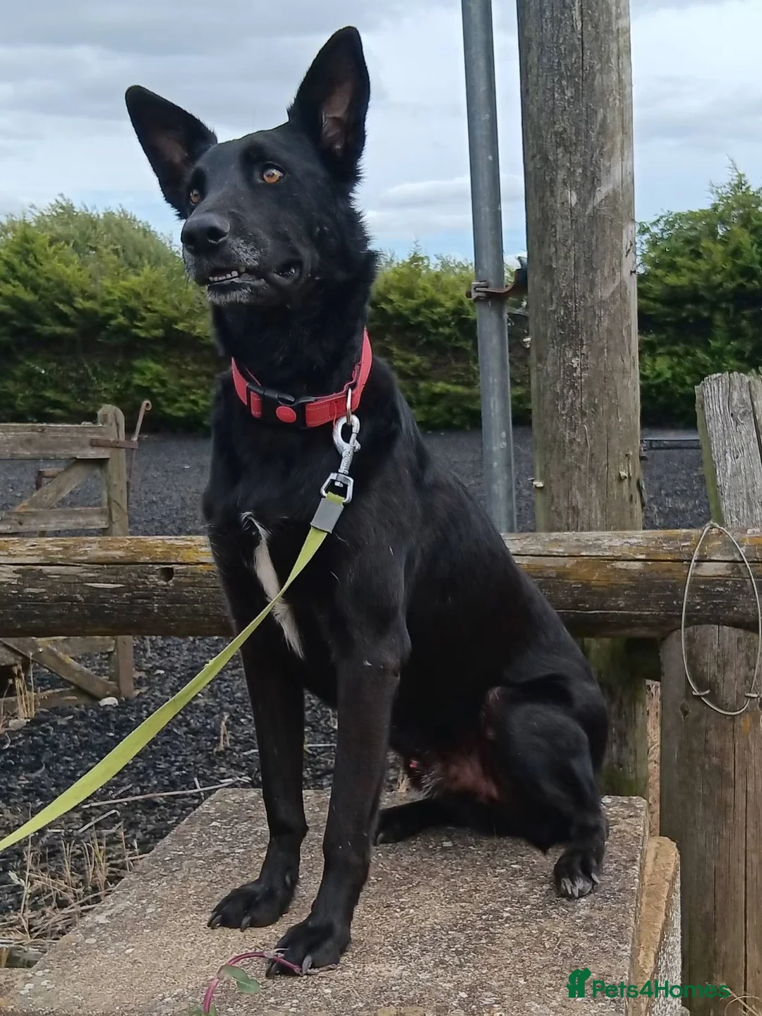 Border Collie dogs for adoption: HENNESSY  - Advert 4