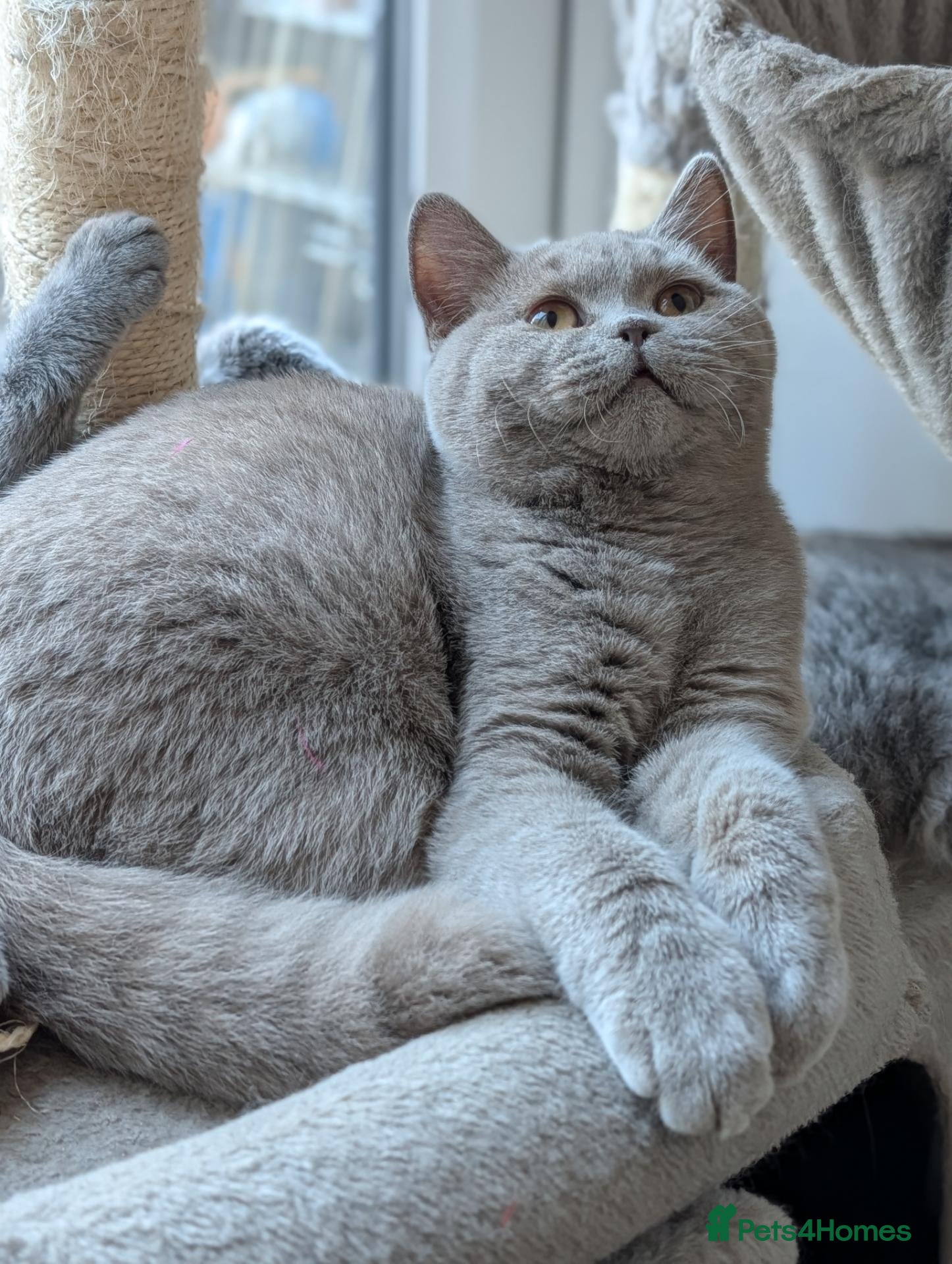 British Shorthair cats GCCF British Shorthair kittens  - Advert 23