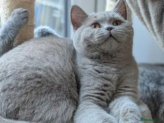 British Shorthair cats GCCF British Shorthair kittens - Advert 15