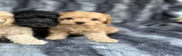 Toy Poodle dogs for sale: KC Toy Poodles Health Tested Parents - Advert 15