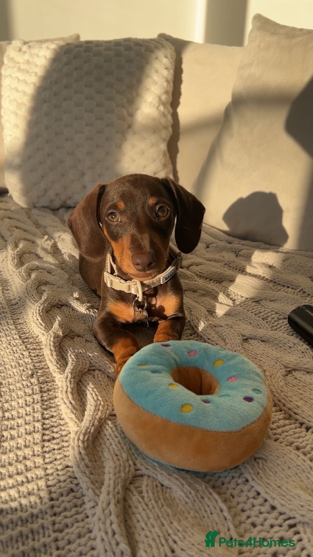 Miniature Dachshund dogs for sale: Teddy The Miniature Dachshund - Advert 1