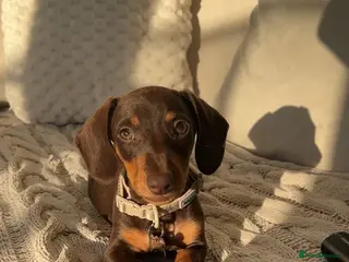 Miniature Dachshund dogs Teddy The Miniature Dachshund - Advert 4