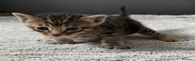 Mixed Breed Kitten 2