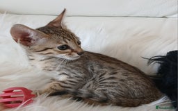 Savannah cats for sale: Stunning  Savannahs - Image 3