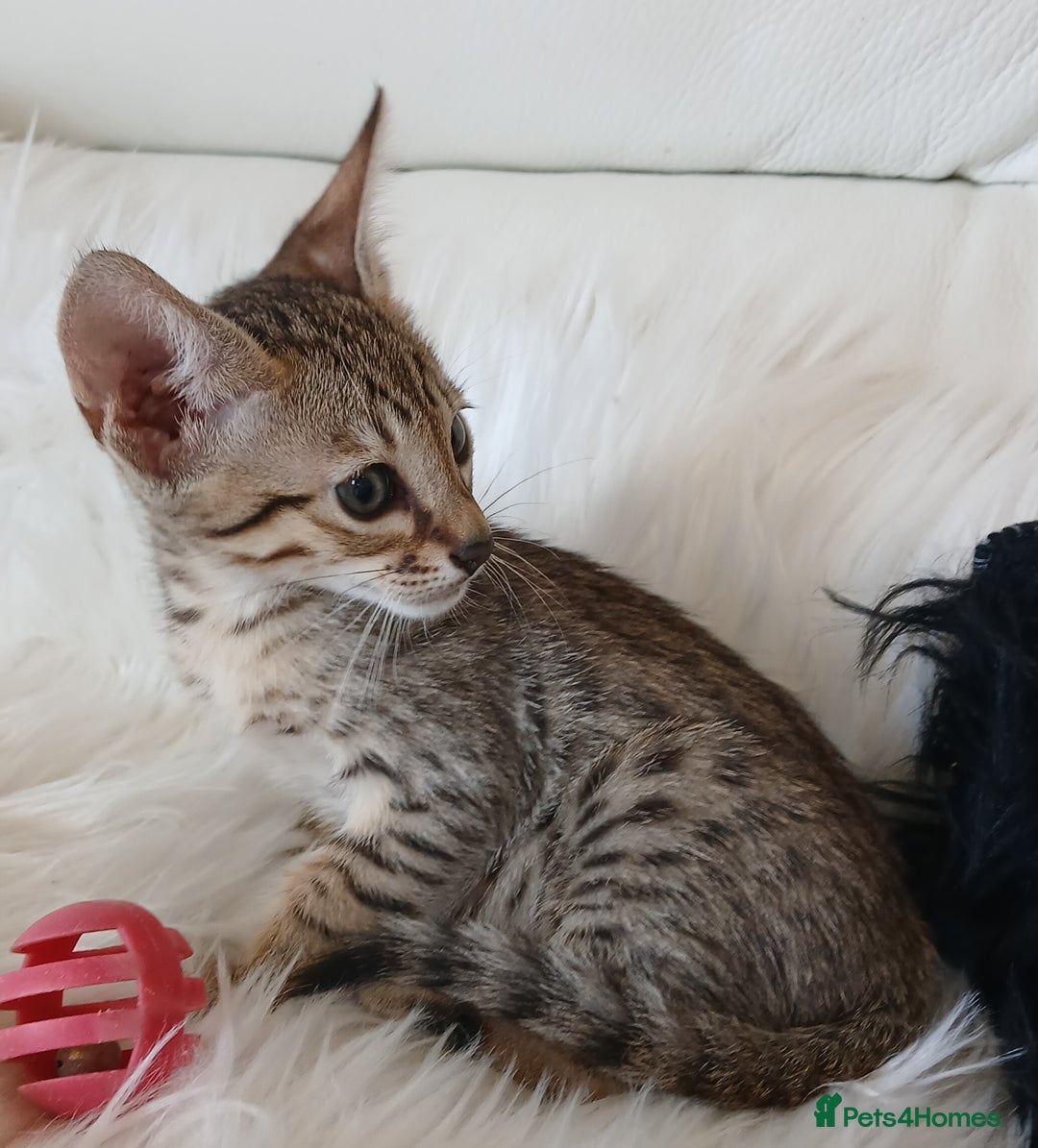 Savannah cats for sale: Stunning  Savannahs - Image 3