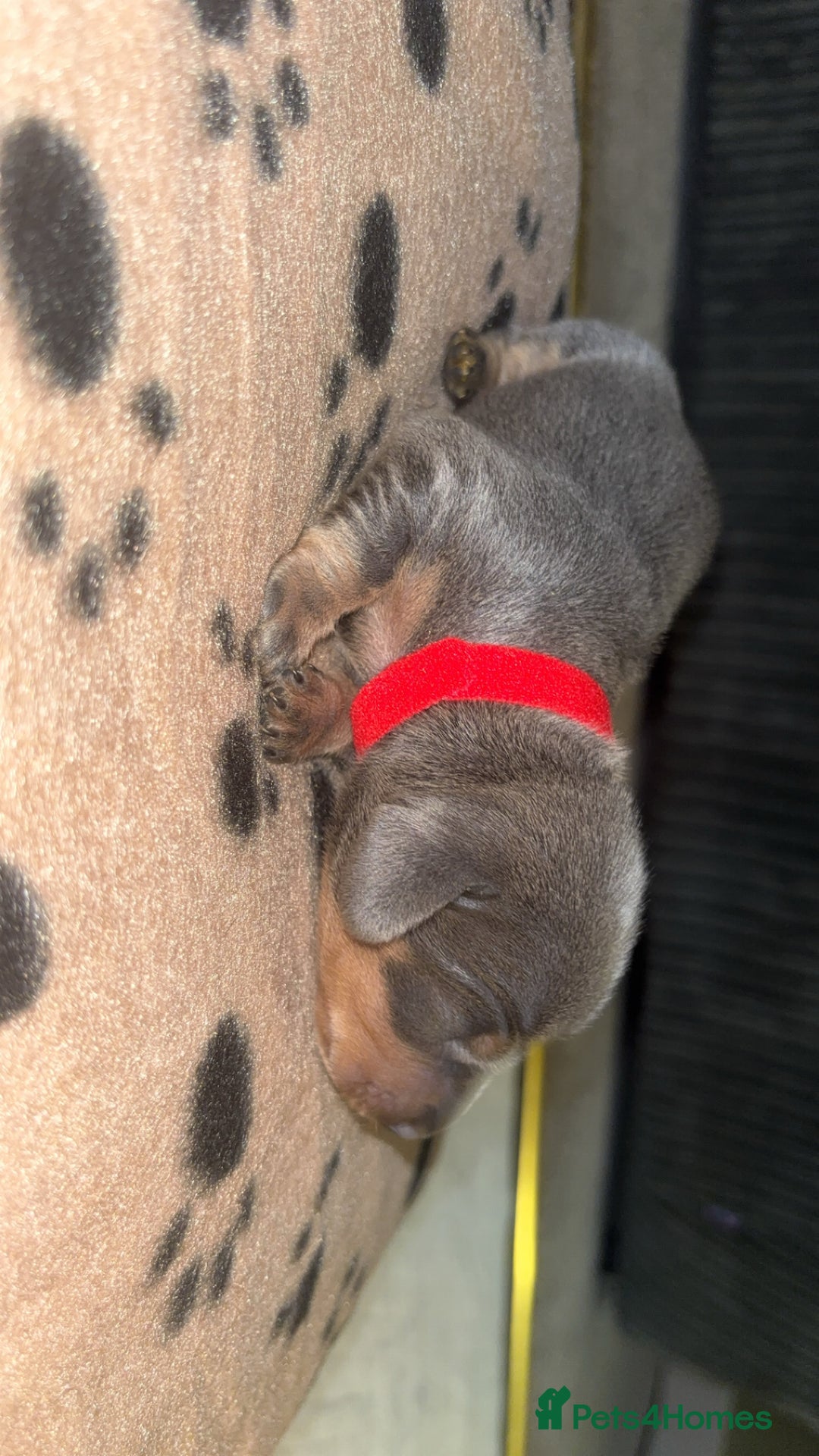 Miniature Dachshund dogs for sale: Blue & Tan Miniature Dachshund  - Advert 24