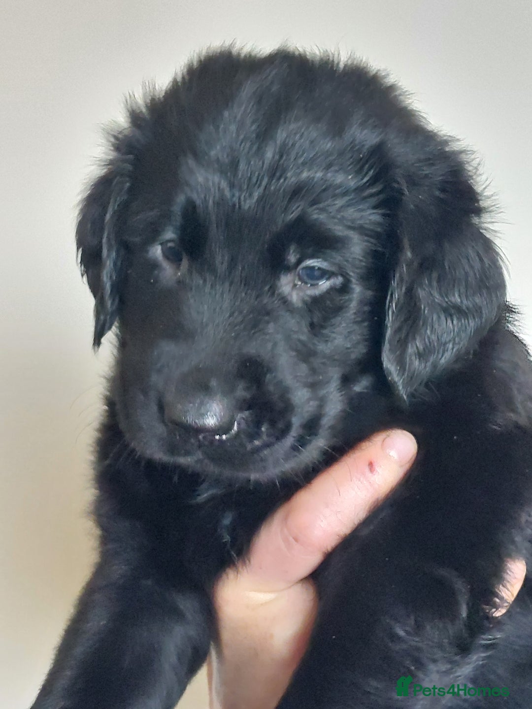 Flat coated Retriever dogs for sale: Flatcoated retriever puppies  - Image 19