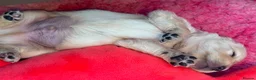 Golden Retriever dogs for sale: Golden Retriever Puppies - Advert 6