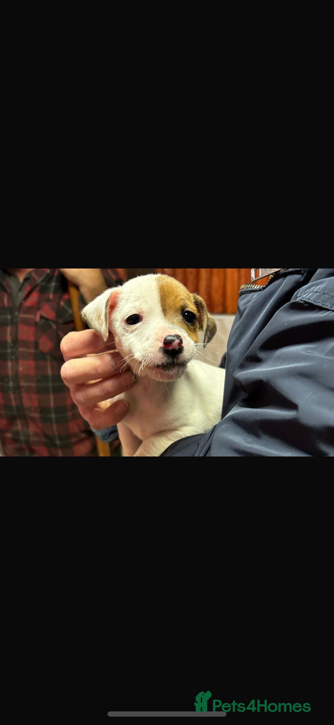 Jack Russell dogs for sale: Jack Russell puppy’s ready to go  - Advert 5
