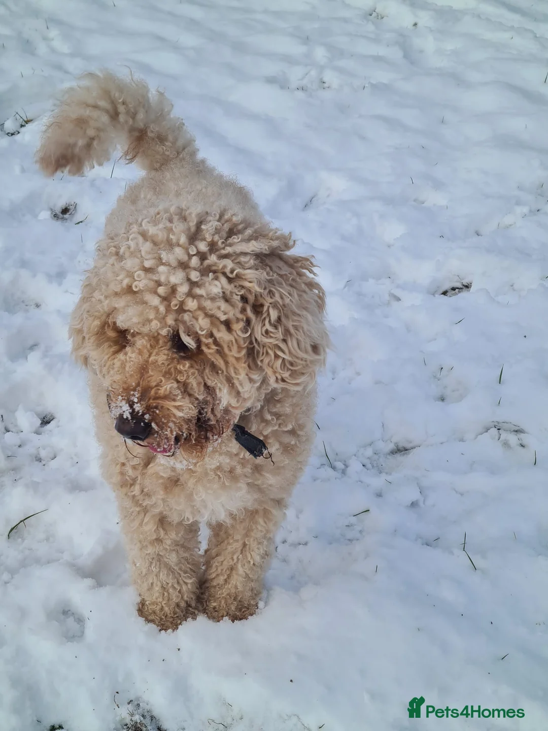Goldendoodle dogs for sale: Waffles the Golden Doodle - Advert 6