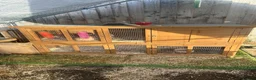 Mini Lop rabbits for sale: 2 x Mini Lops 4 months old  in Weymouth - Advert 7