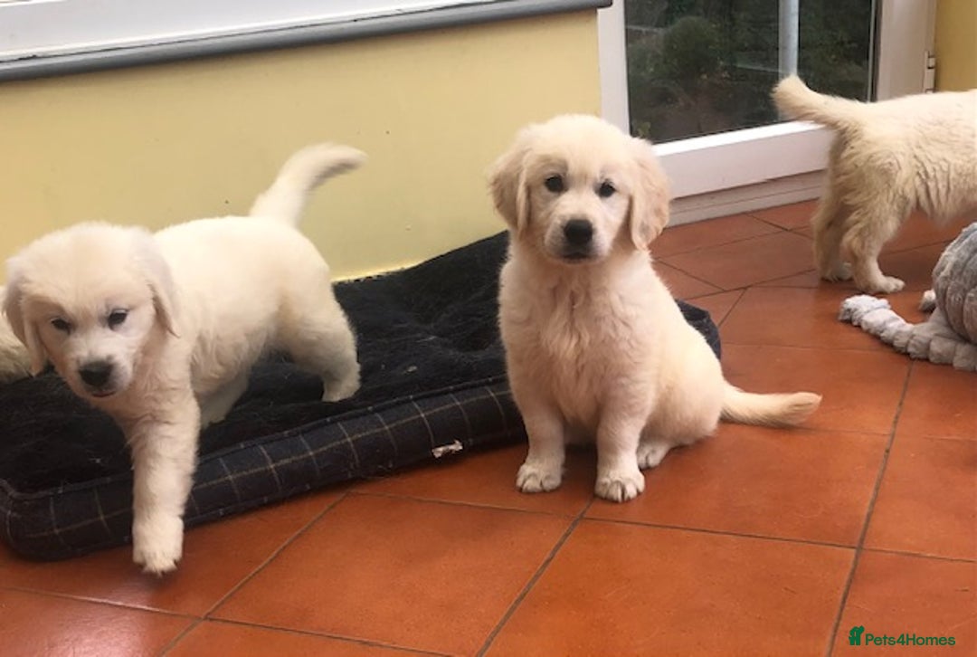 Golden Retriever dogs for sale: Home bred Chunky cream Goldie pups - Image 19
