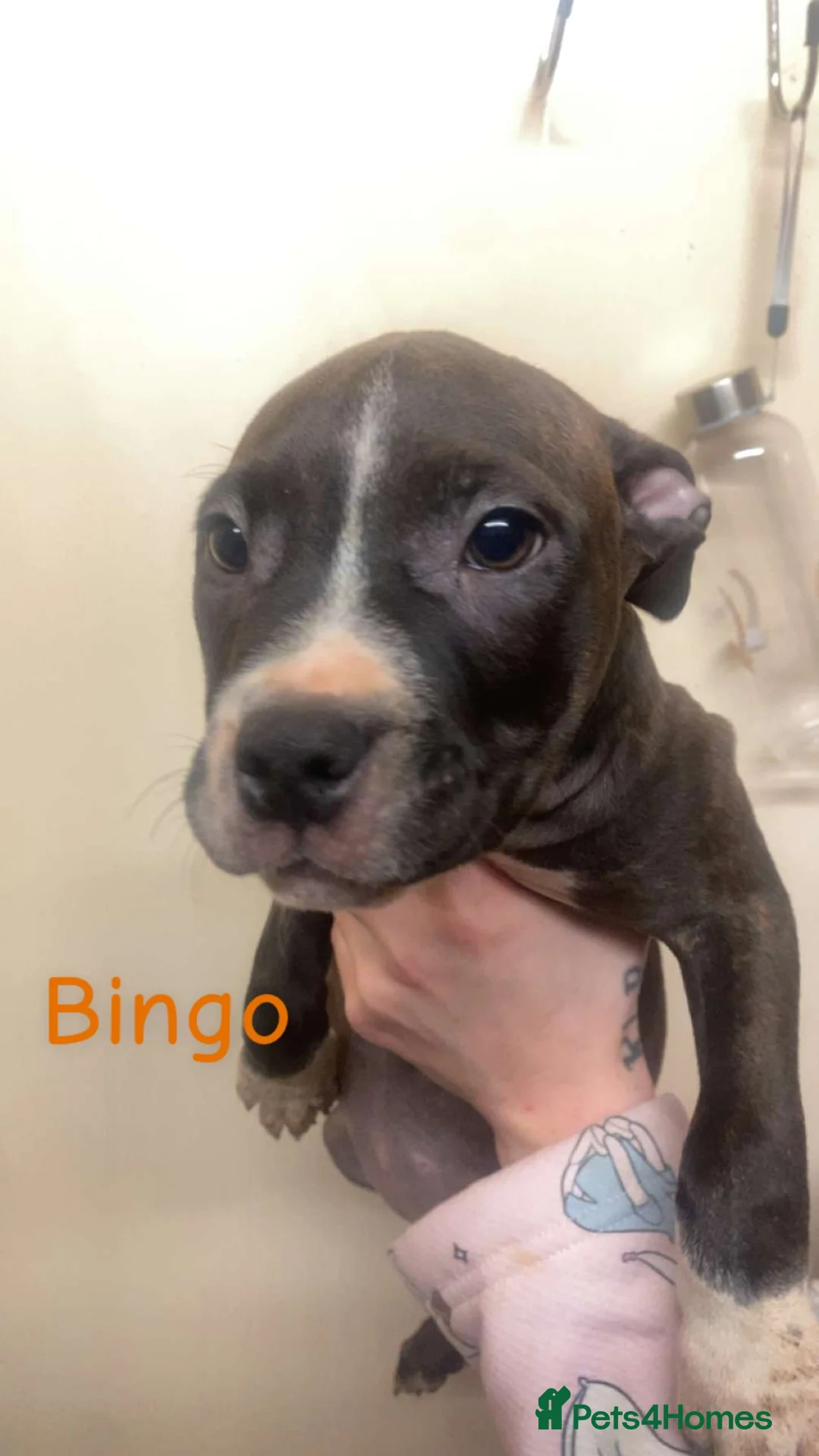 Staffordshire Bull Terrier dogs for sale: Beautiful Staffies pups  - Advert 21