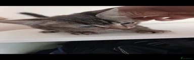 Domestic Shorthair 2