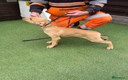 Lurcher dogs for sale: Lurcher puppies  - Image 2