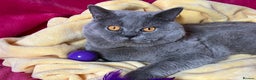 British Shorthair cats for stud: BSH STUD🏆ChampionBloodline 5GEN-Pedigree GCCF🌟💎 in Solihull - Advert 5