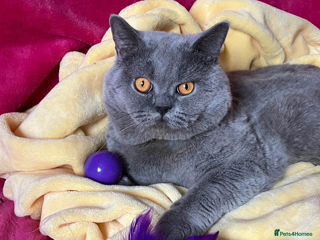 British Shorthair cats for stud: BSH STUD🏆ChampionBloodline 5GEN-Pedigree GCCF🌟💎 in Solihull - Advert 5