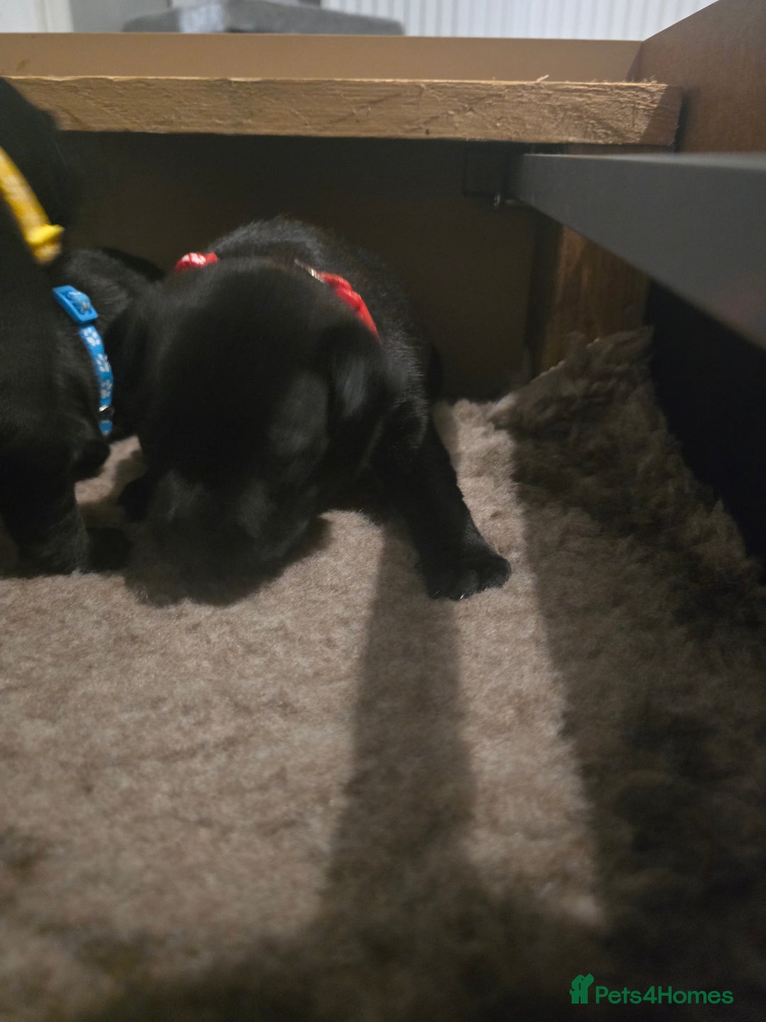 Staffordshire Bull Terrier dogs for sale: Kc registered Staffordshire bullterrier  - Advert 14