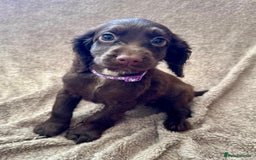 Sprocker dogs for sale: Stunning Sprocker Spaniel puppies  - Image 4
