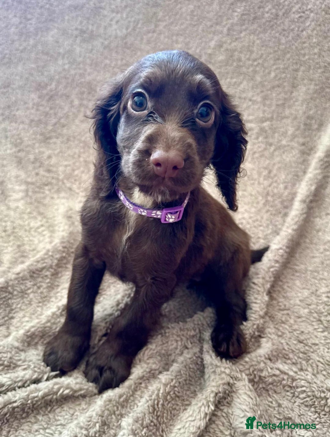 Sprocker dogs for sale: Stunning Sprocker Spaniel puppies  - Image 4