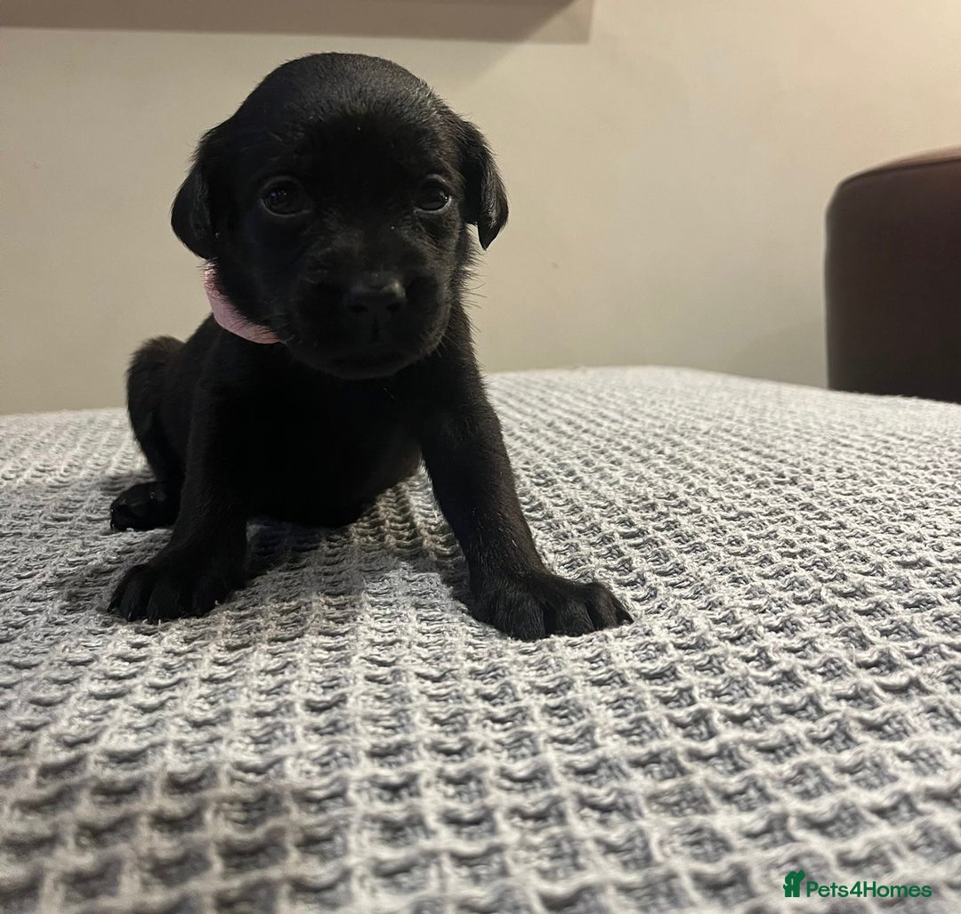 Labrador Retriever dogs for sale: Kc registered working labradors  - Image 5