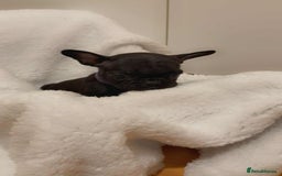 French Bulldog dogs for sale: French puppies  - Advert 6