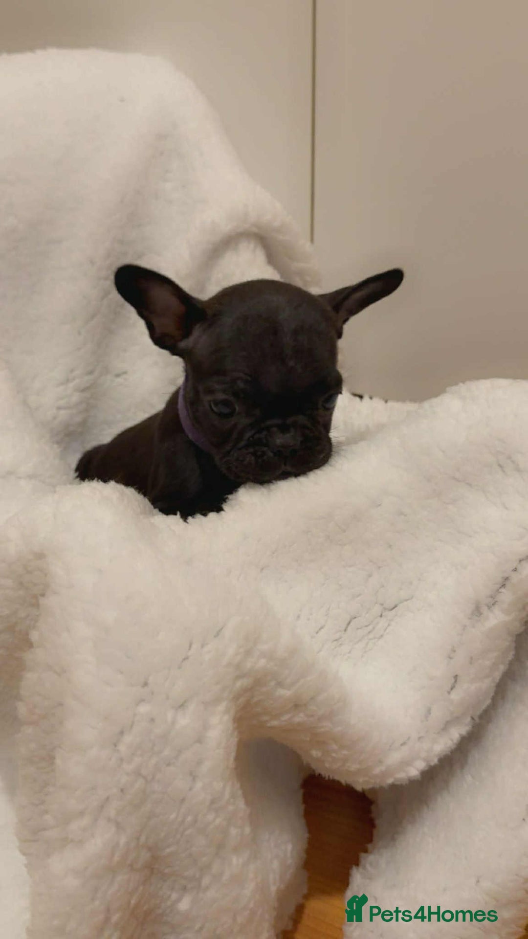 French Bulldog dogs for sale: French puppies  - Advert 6
