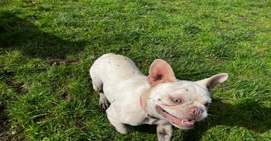 French Bulldog dogs - Advert 8