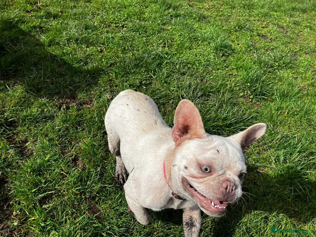 French Bulldog dogs for sale: 2 Frenchie girls  - Image 3