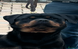 Rottweiler dogs for sale: Outstanding litter of Rotweiller Puppies  - Image 3