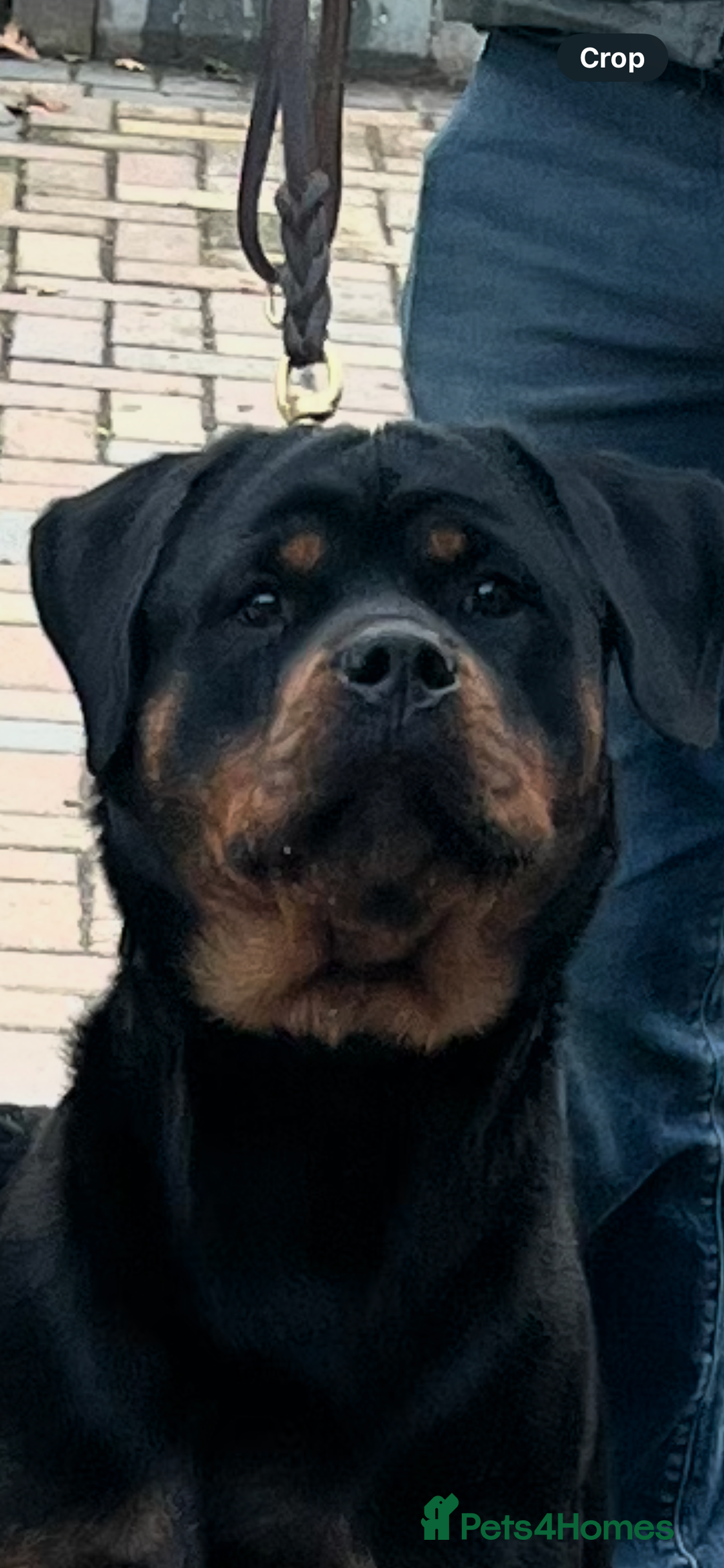 Rottweiler dogs for sale: Outstanding litter of Rotweiller Puppies  - Image 3