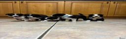 Border Collie dogs for sale: Border collie pups from Tyngraig Jock.  - Advert 4